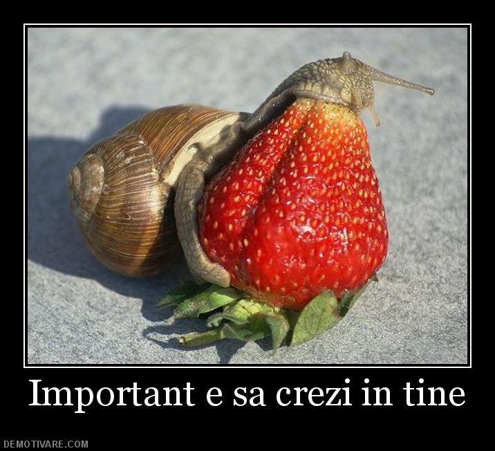 Diverse - capsuna.jpg